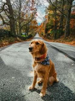 Narragansett Lifeguard Dog Collar