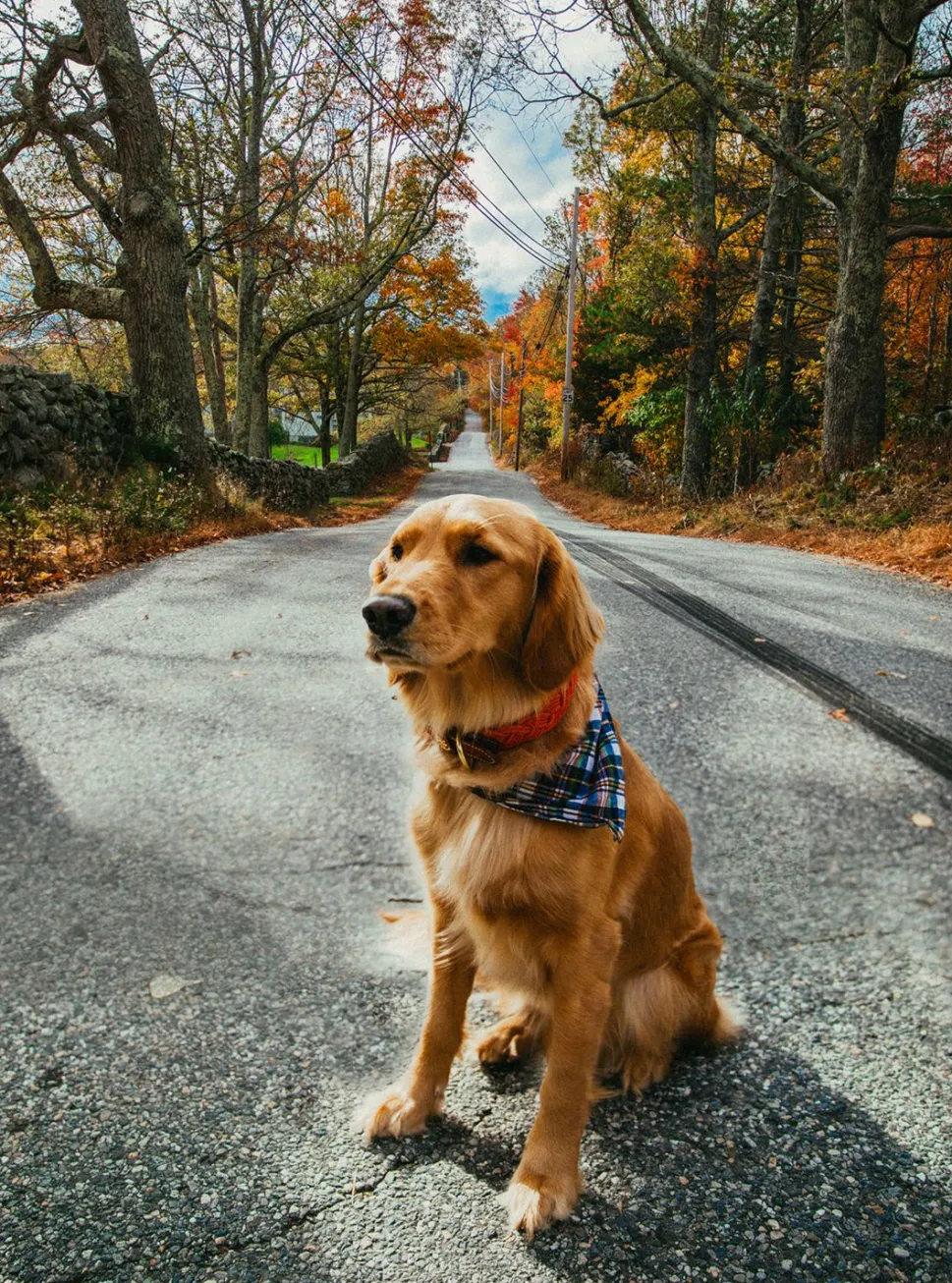 Narragansett Lifeguard Dog Collar
